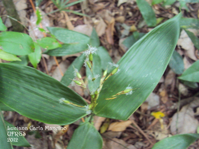 Olyra latifolia