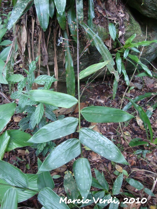 Olyra latifolia
