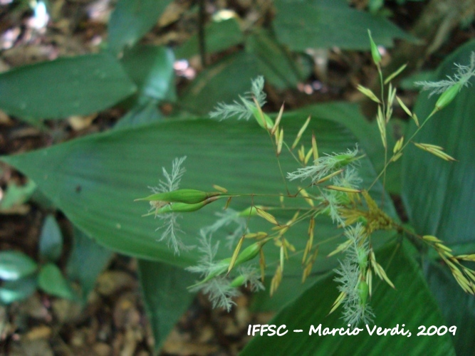 Olyra latifolia