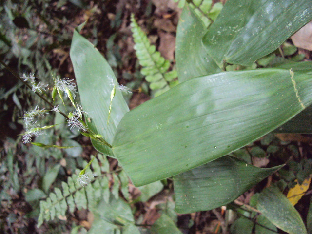 Olyra latifolia