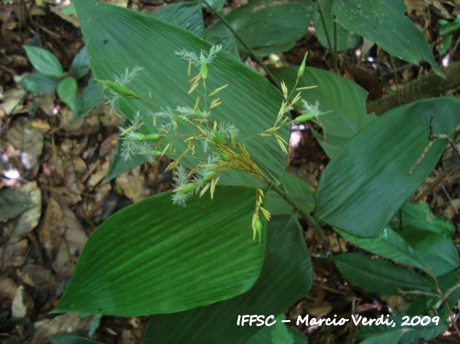 Olyra latifolia