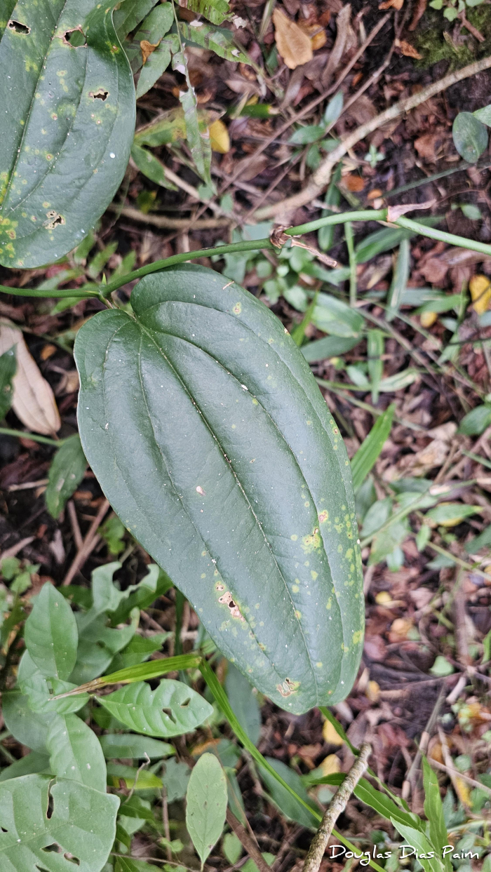Smilax quinquenervia