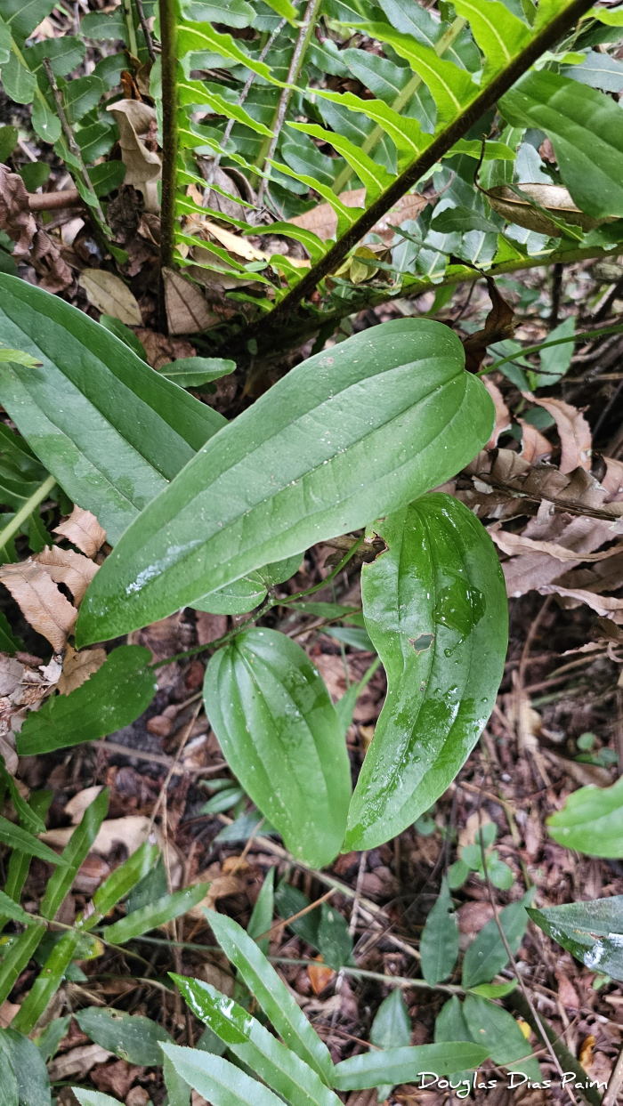 Smilax quinquenervia
