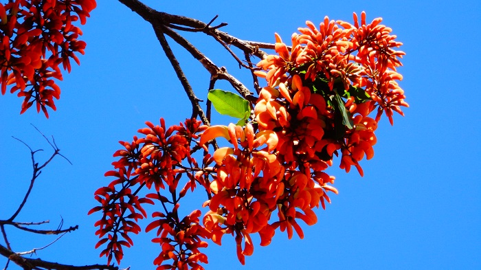 Erythrina falcata