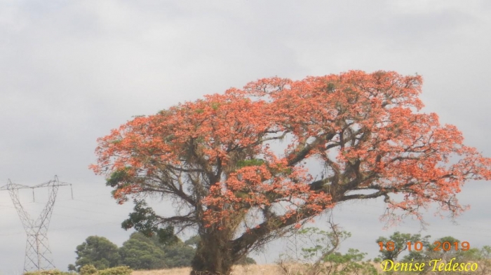 Erythrina falcata