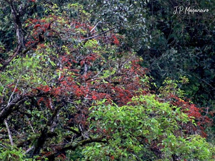 Erythrina falcata