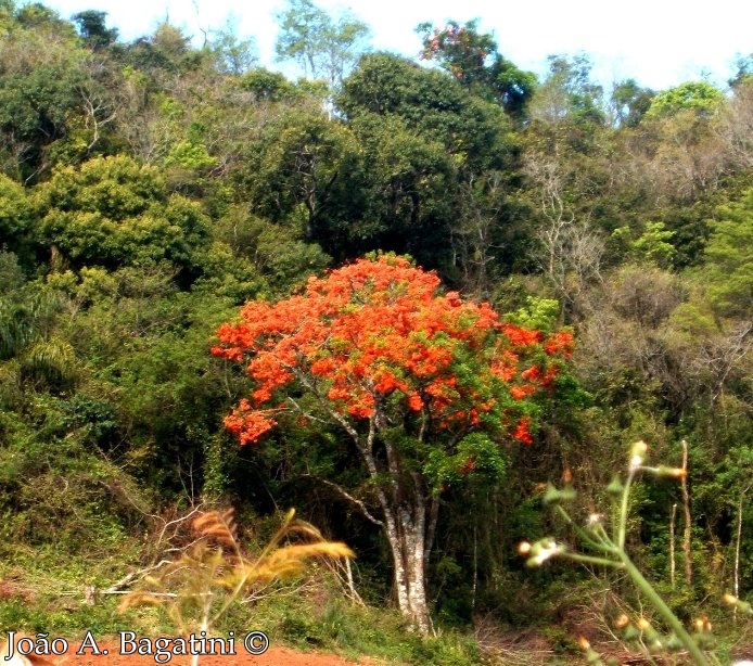 Erythrina falcata