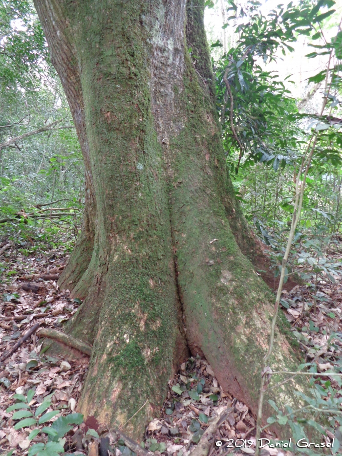 Erythrina falcata