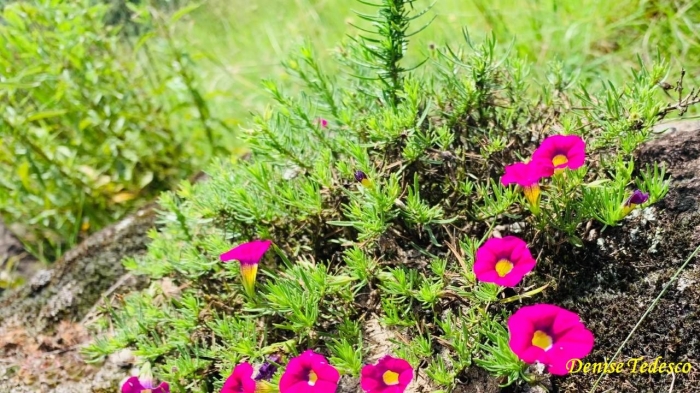 Calibrachoa sellowiana