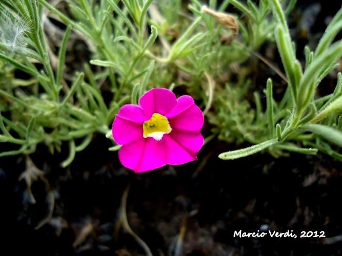 Calibrachoa sellowiana