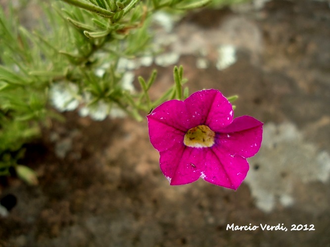 Calibrachoa sellowiana