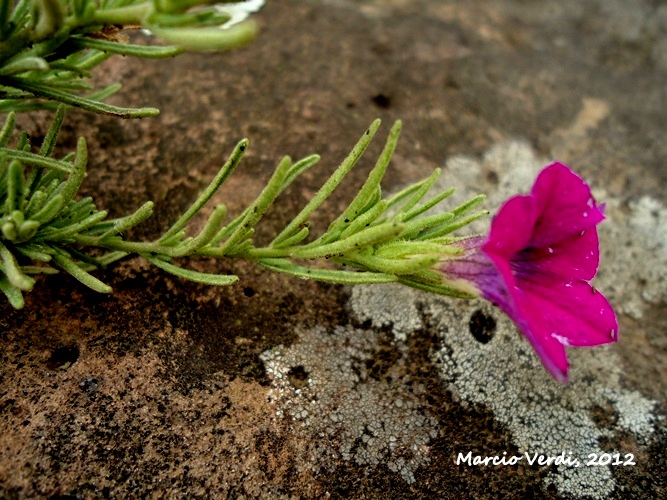Calibrachoa sellowiana