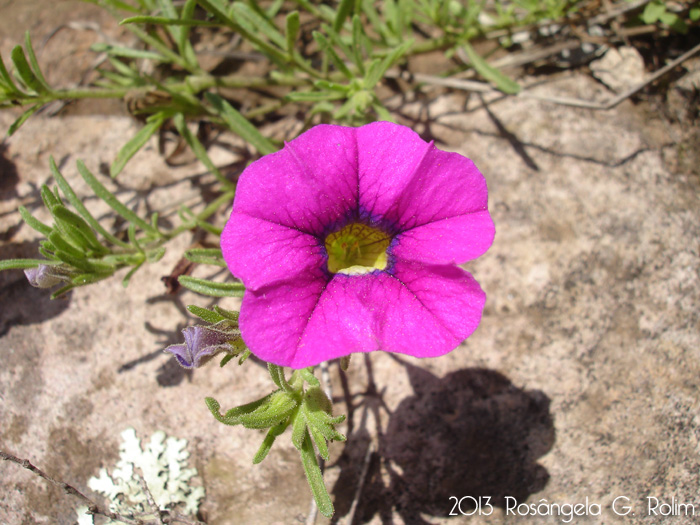 Calibrachoa sellowiana