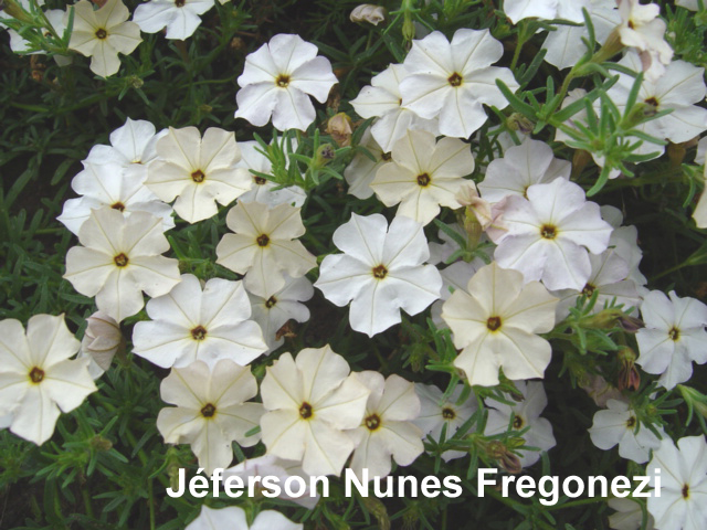 Calibrachoa pygmaea