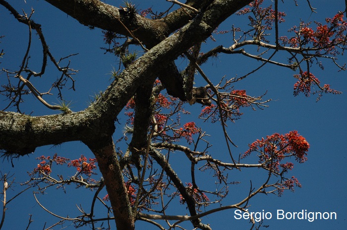 Erythrina falcata