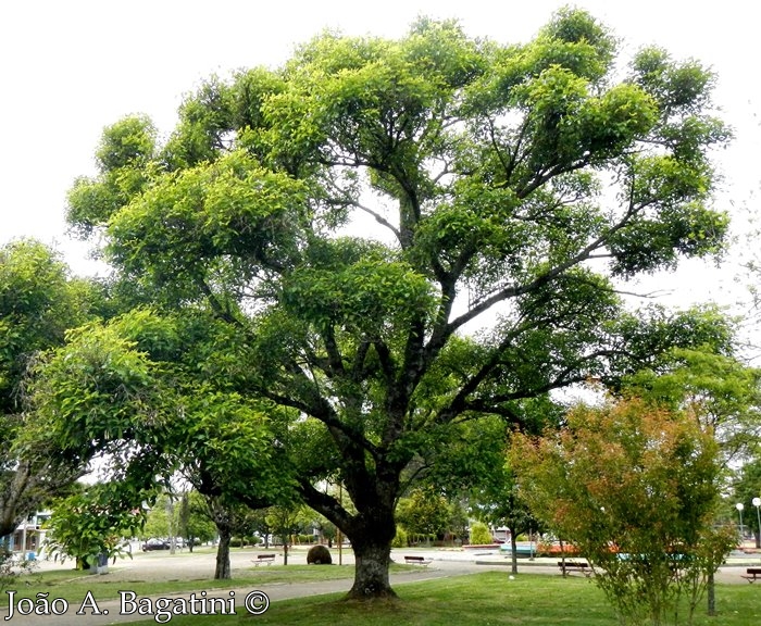 Erythrina falcata