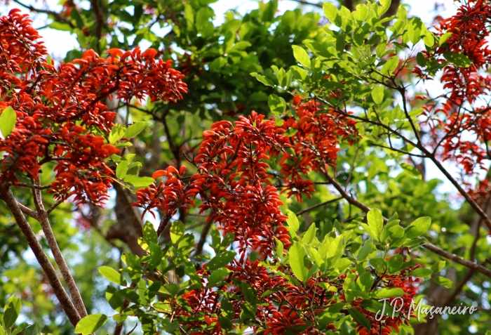 Erythrina falcata