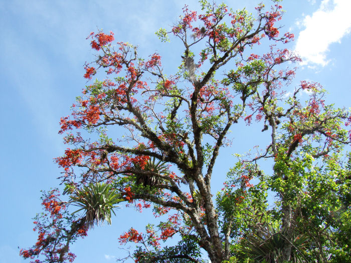 Erythrina falcata