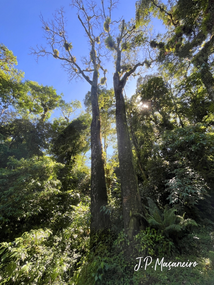 Erythrina falcata