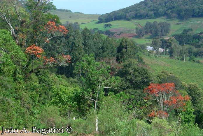 Erythrina falcata