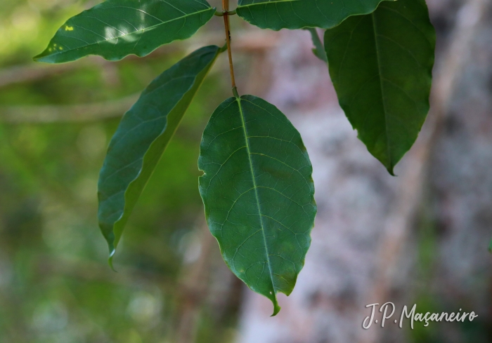 Erythrina falcata