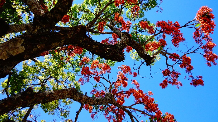 Erythrina falcata