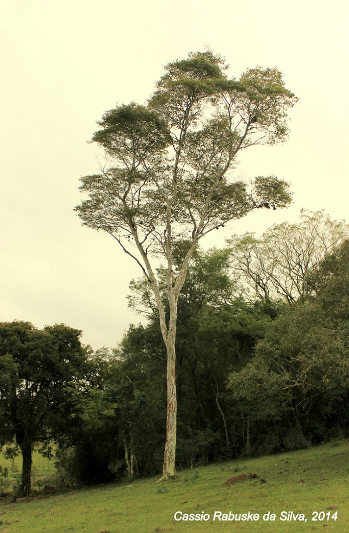 Apuleia leiocarpa