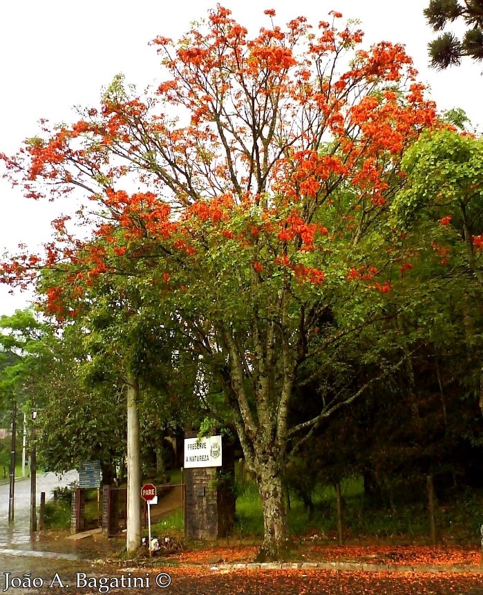 Erythrina falcata