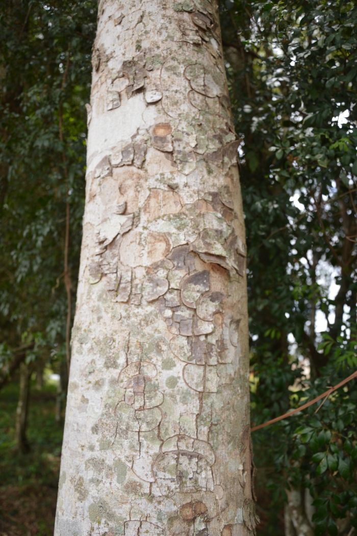 Apuleia leiocarpa