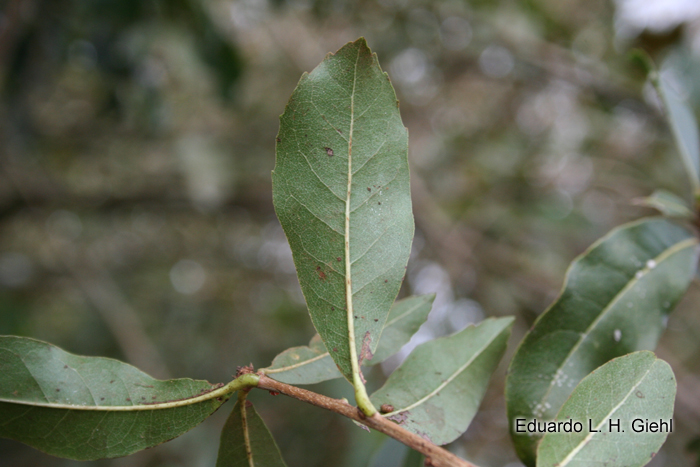 Cordia americana