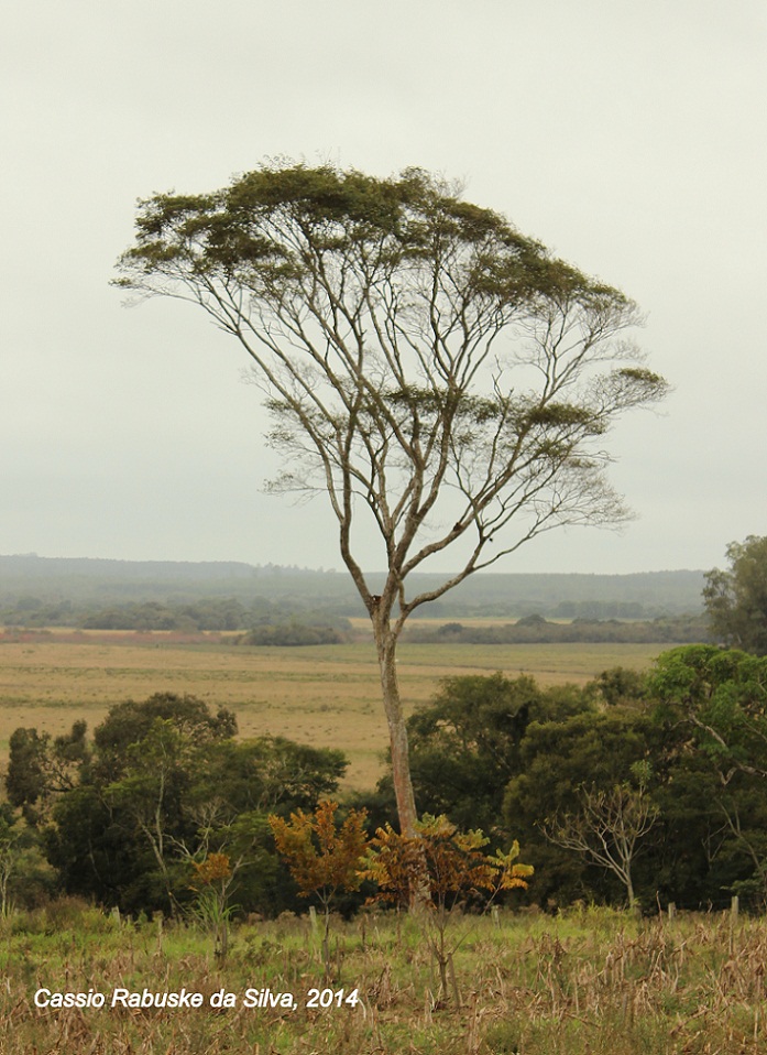 Apuleia leiocarpa