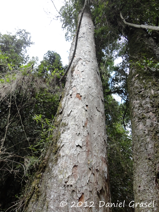 Apuleia leiocarpa