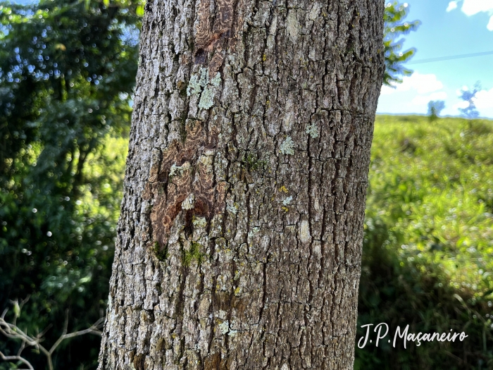 Cordia trichotoma