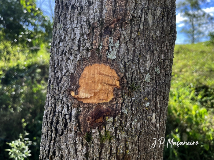 Cordia trichotoma