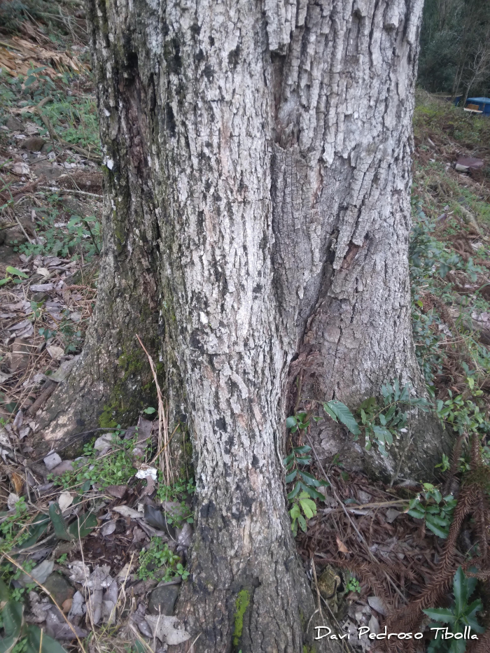 Cordia trichotoma
