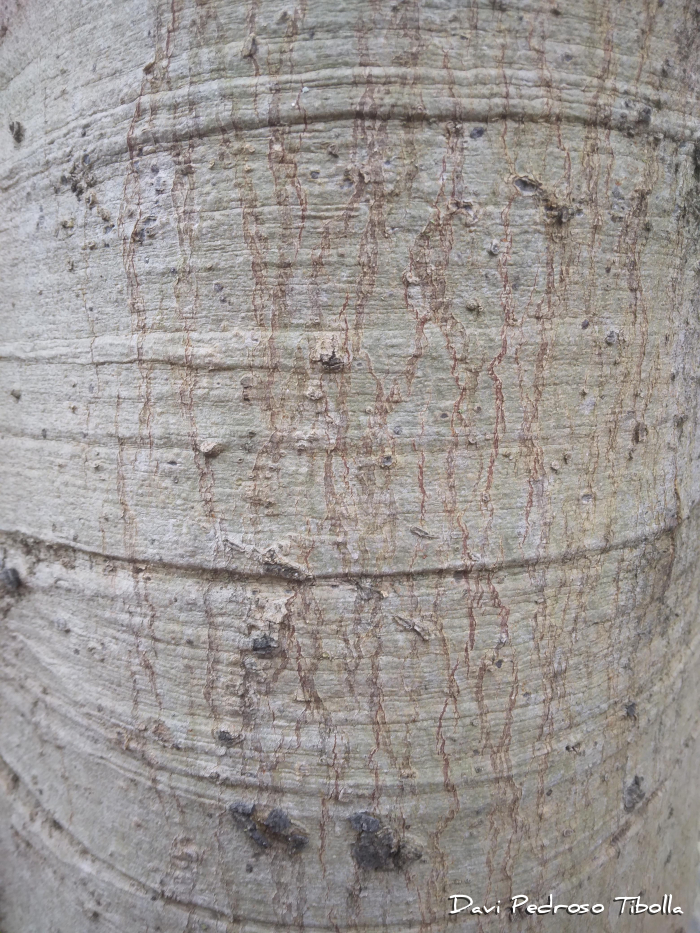 Albizia polycephala