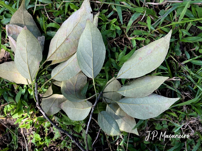 Cordia trichotoma