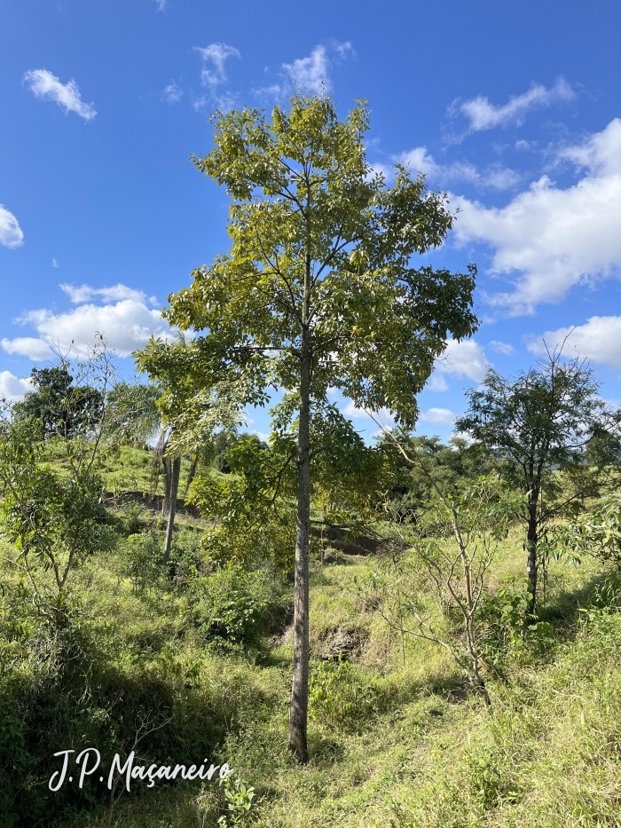 Cordia trichotoma