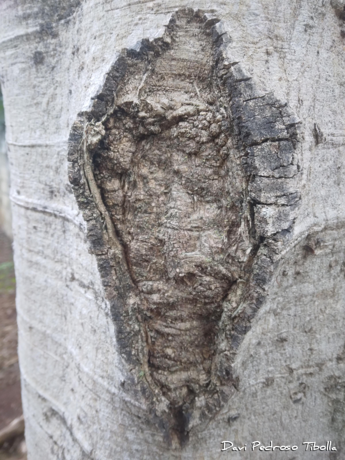 Albizia polycephala