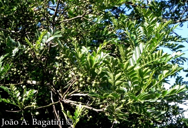 Zanthoxylum fagara