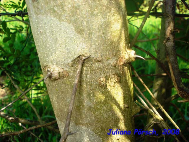 Zanthoxylum fagara