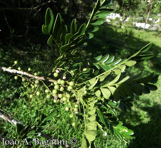 Zanthoxylum fagara