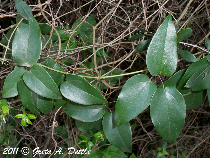 Clematis montevidensis