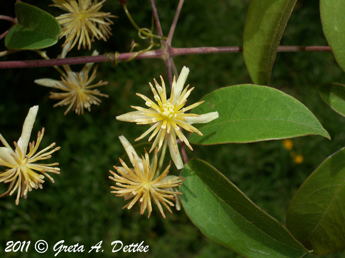 Clematis montevidensis