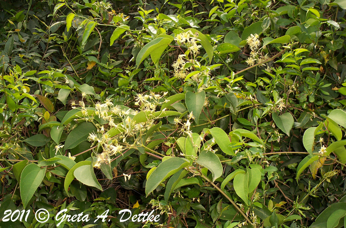 Clematis montevidensis