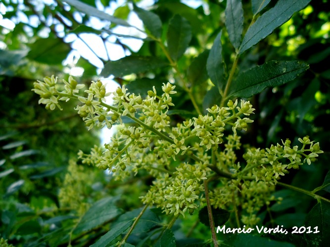 Zanthoxylum fagara