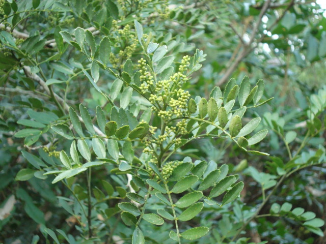 Zanthoxylum fagara