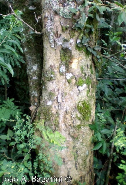 Zanthoxylum fagara