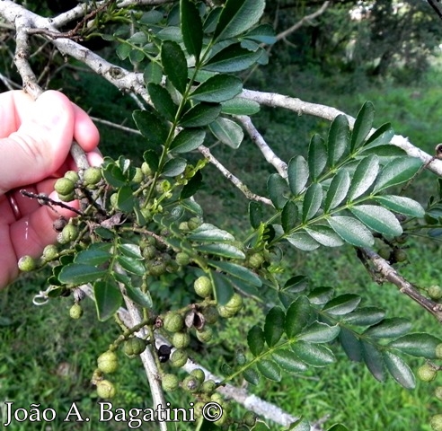 Zanthoxylum fagara