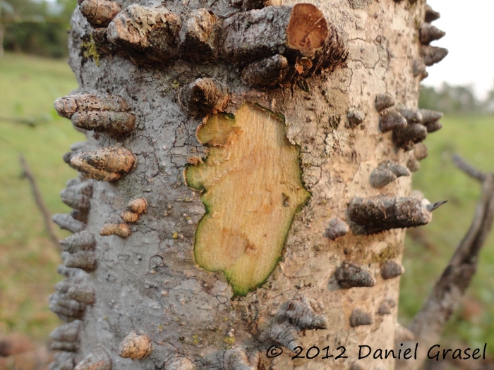 Zanthoxylum fagara